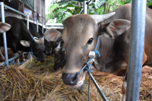 Saat Hidup Terasa Berat Kamu Bukan Butuh Libur, Mungkin Kamu Butuh Qurban