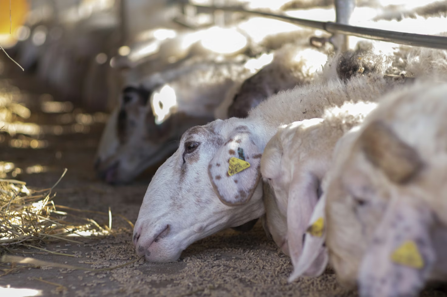 Mau Aqiqah? Pastikan Daging Domba Anda Higienis!