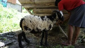 Aqiqah Cimahi Bandung Raya Jawa Barat - Layanan Terpercaya