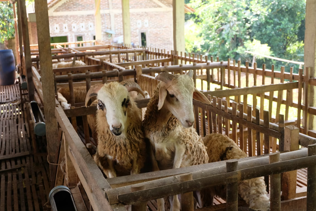 Aqiqah Cimahi | Berkualitas, Enak, Porsi Memuaskan dan Bersertifikat MUI